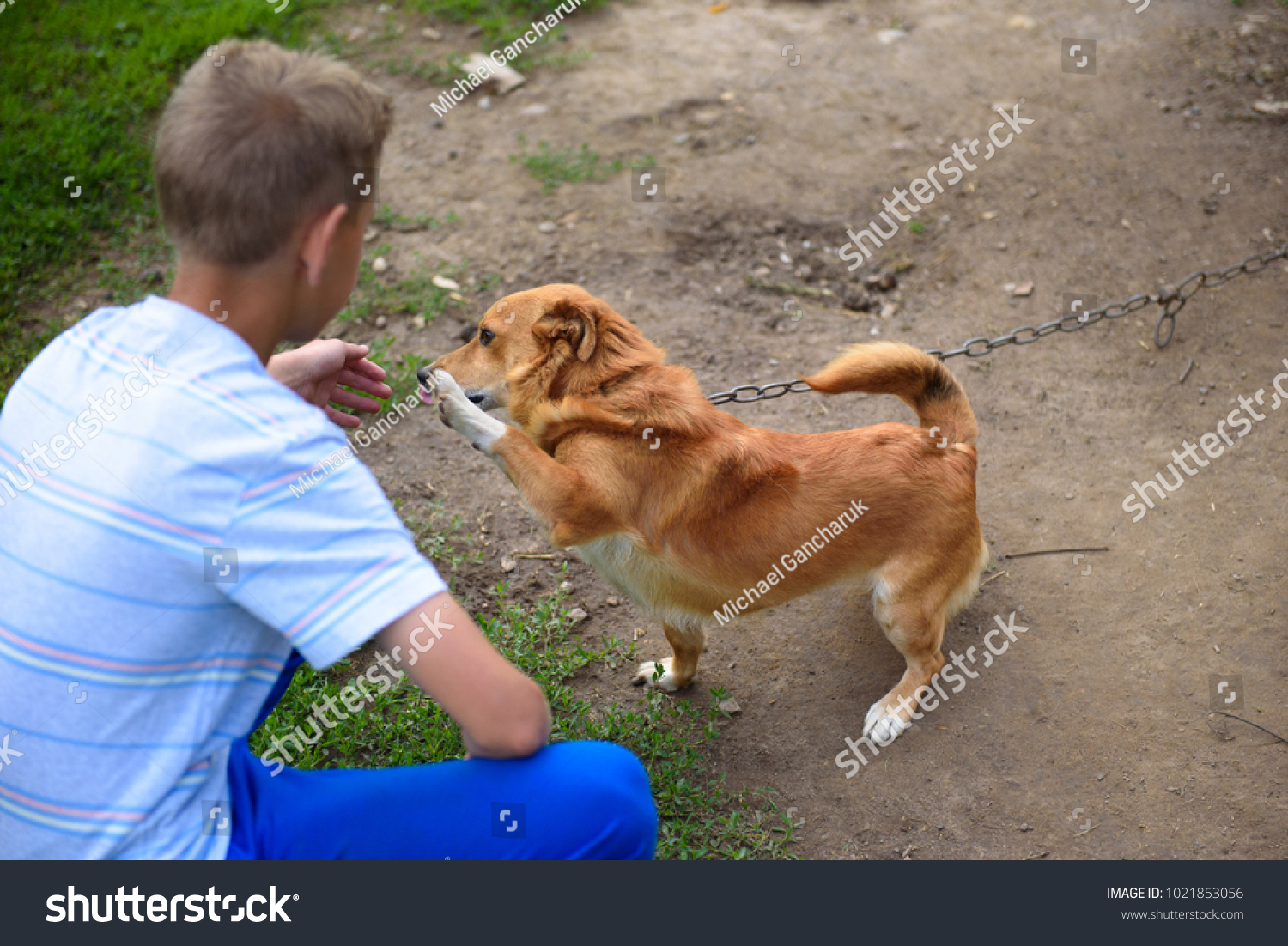 A clever red dog gives the paw to the boy. #1021853056