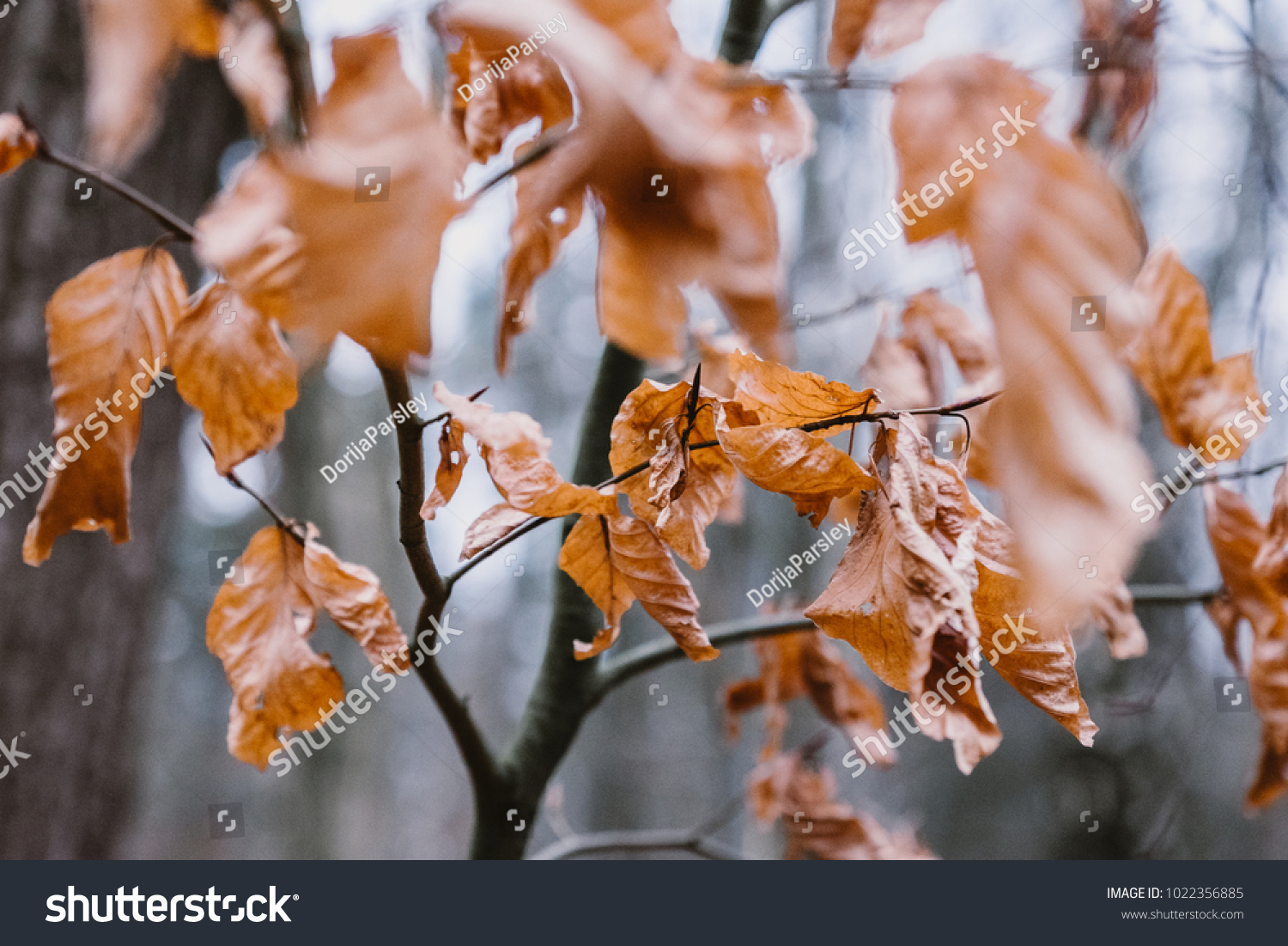 Dry Brown Leaves attached to a Branch in Autumn Winter #1022356885