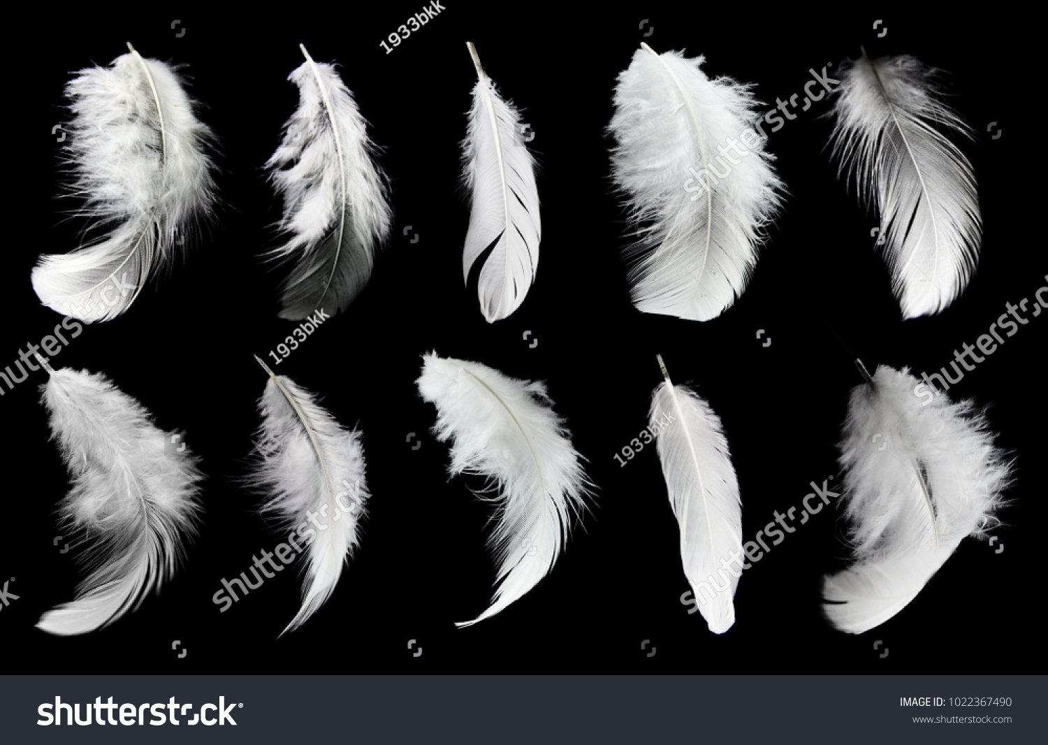 Set of white feathers isolated on black background #1022367490