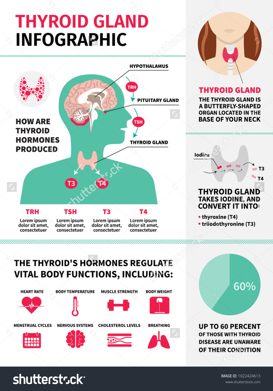 Thyroid gland infographic template. Hormones - Royalty Free Stock ...