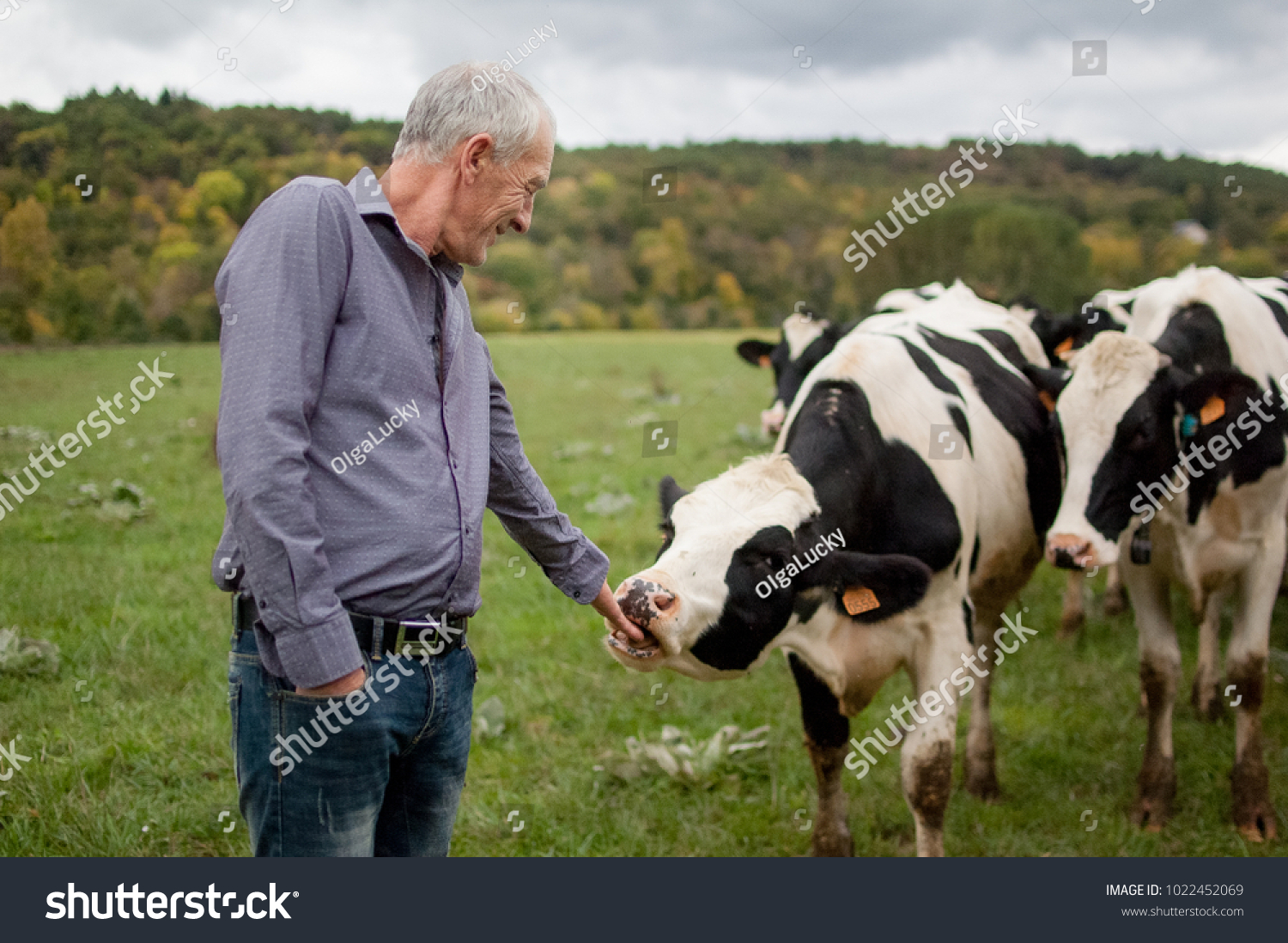 Side View of Senior Farmer Proudly Looking at His Black and White Cows in the Countryside Outdoors. #1022452069