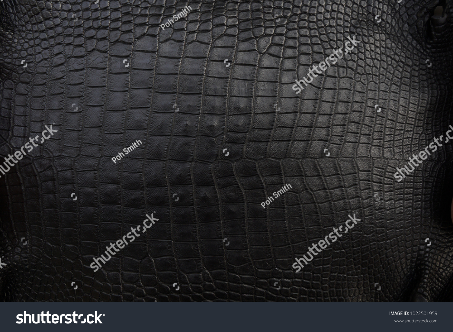 Close up of black Crocodile,Alligator belly skin texture use for wallpaper background.Luxury Design pattern for Business and Fashion.Top view surface in backdrop. #1022501959