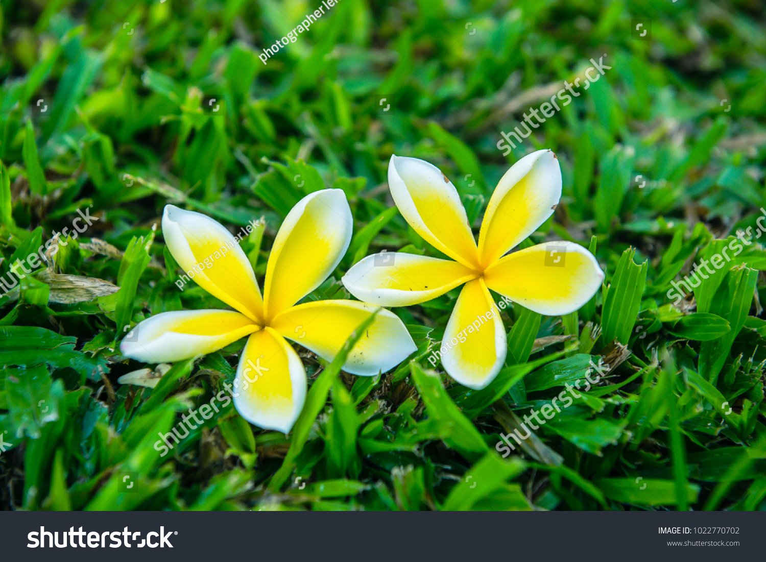 Natural white and pink frangipani or plumeria flower on tree and grass background #1022770702