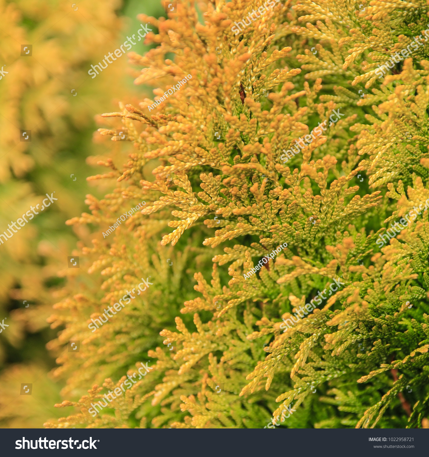 Green and yellow branches of a coniferous tree close-up in the daytime. Photo of branches on the background of defocused green coniferous tree #1022958721