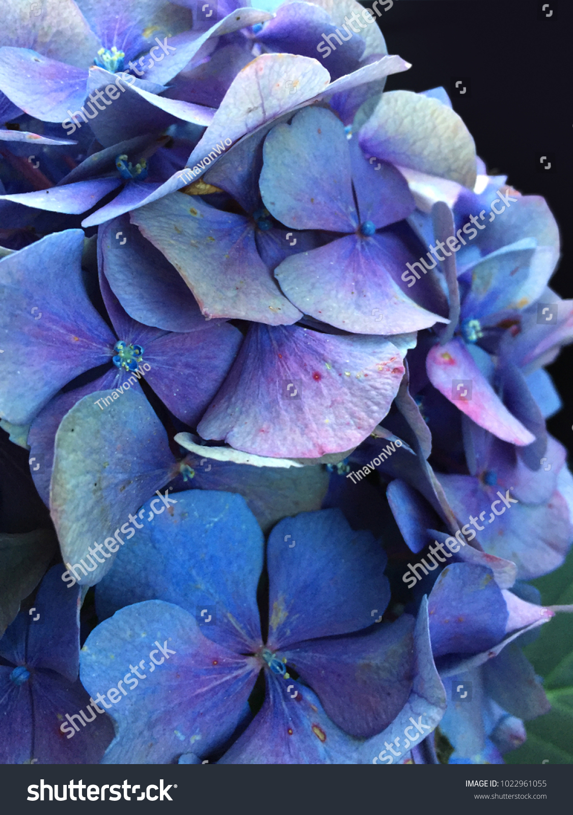 Close up of blue hydrangea flowers  #1022961055