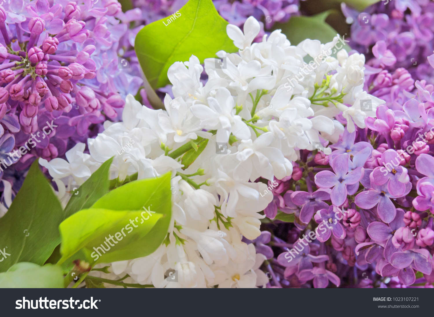 Lilac flowers background #1023107221