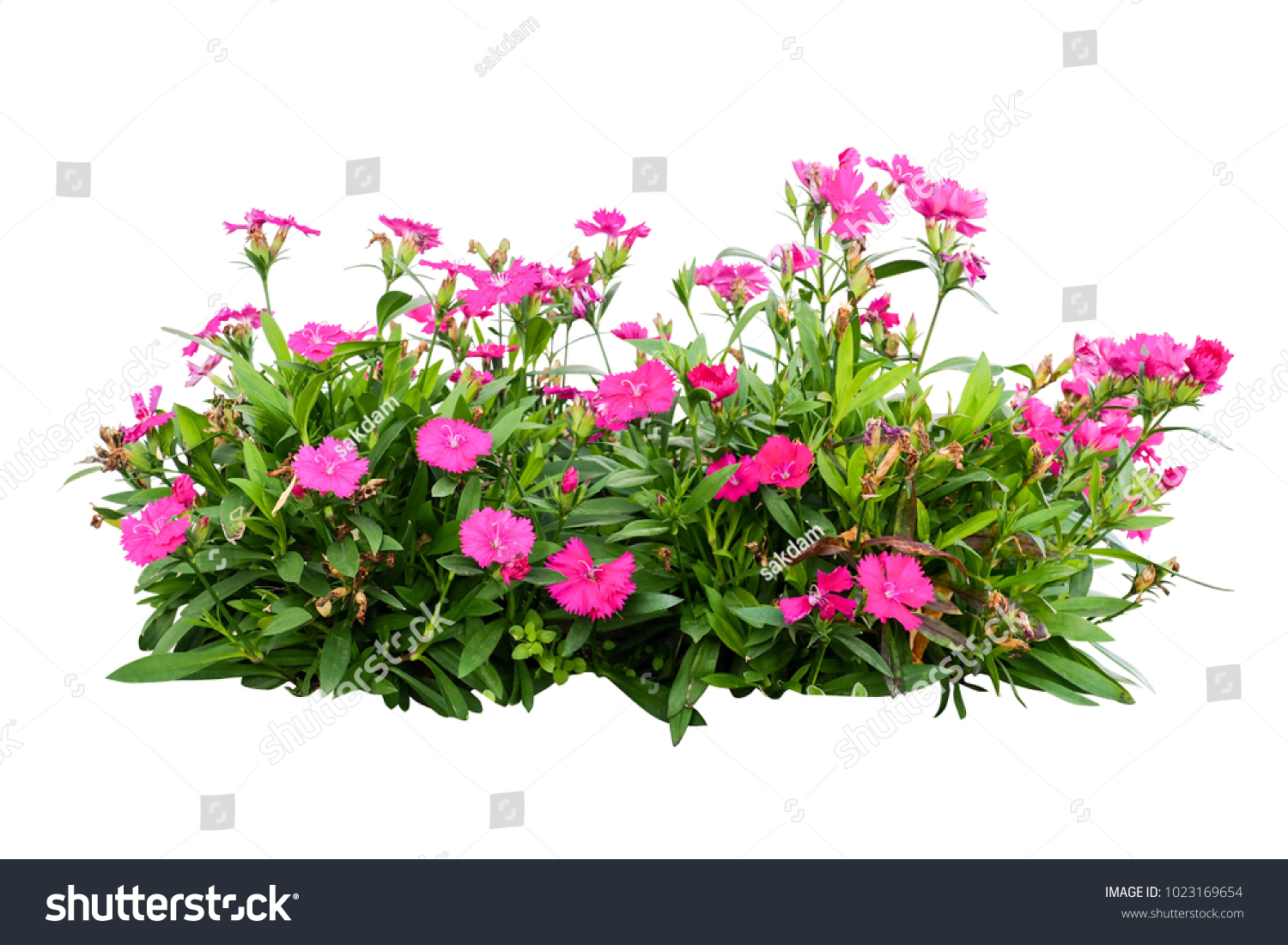pink flower  bush tree isolated tropical plant  with clipping paths #1023169654