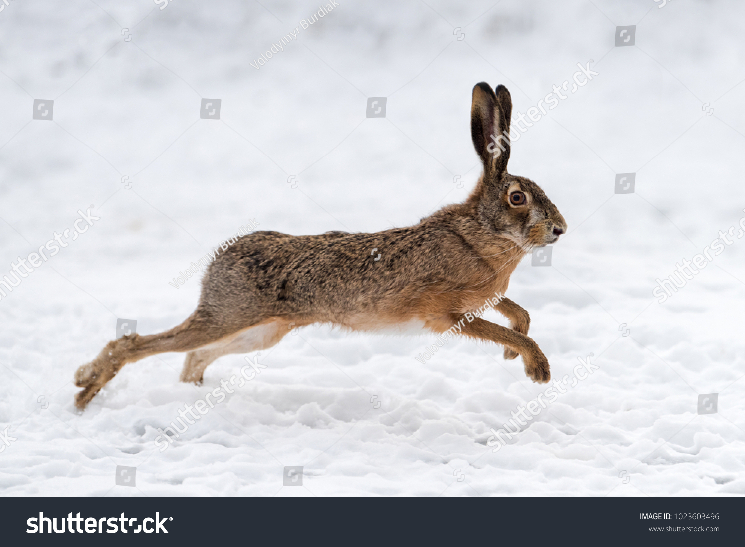 Hare running in the winter field #1023603496
