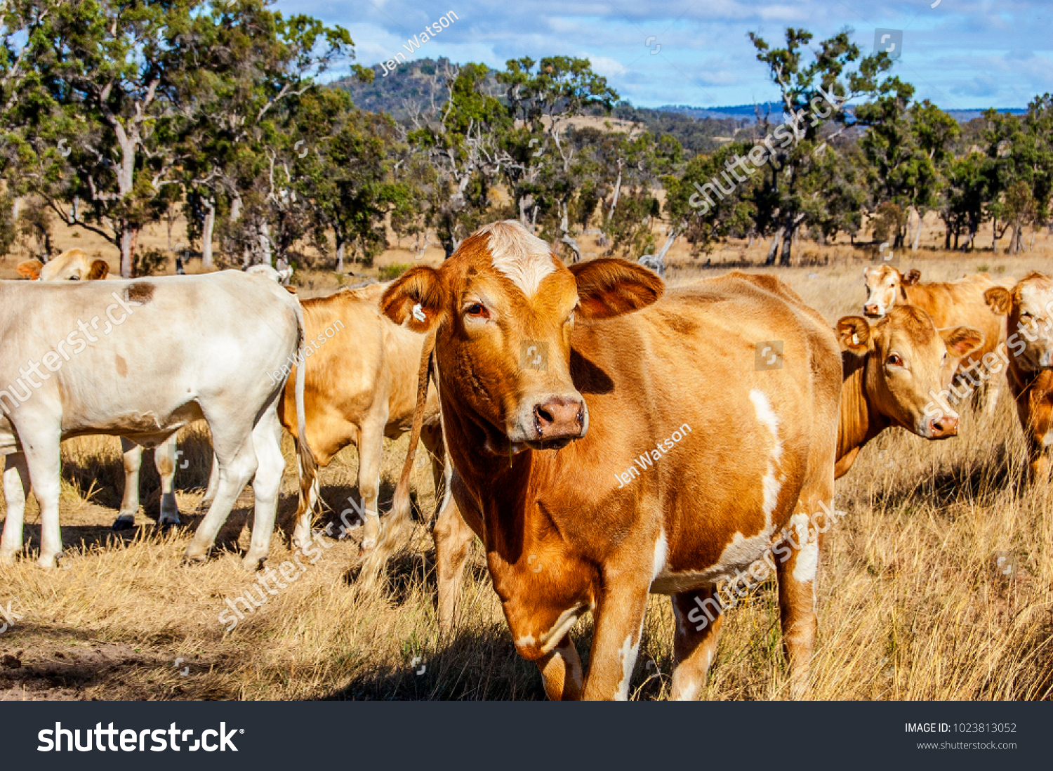 Herd of Charolais cross Brahman cattle. Charbray, a versatile beef breed, combines lean beef characteristics and docile temperament of the Charolais with hardiness and tick resistance of the Brahman. #1023813052