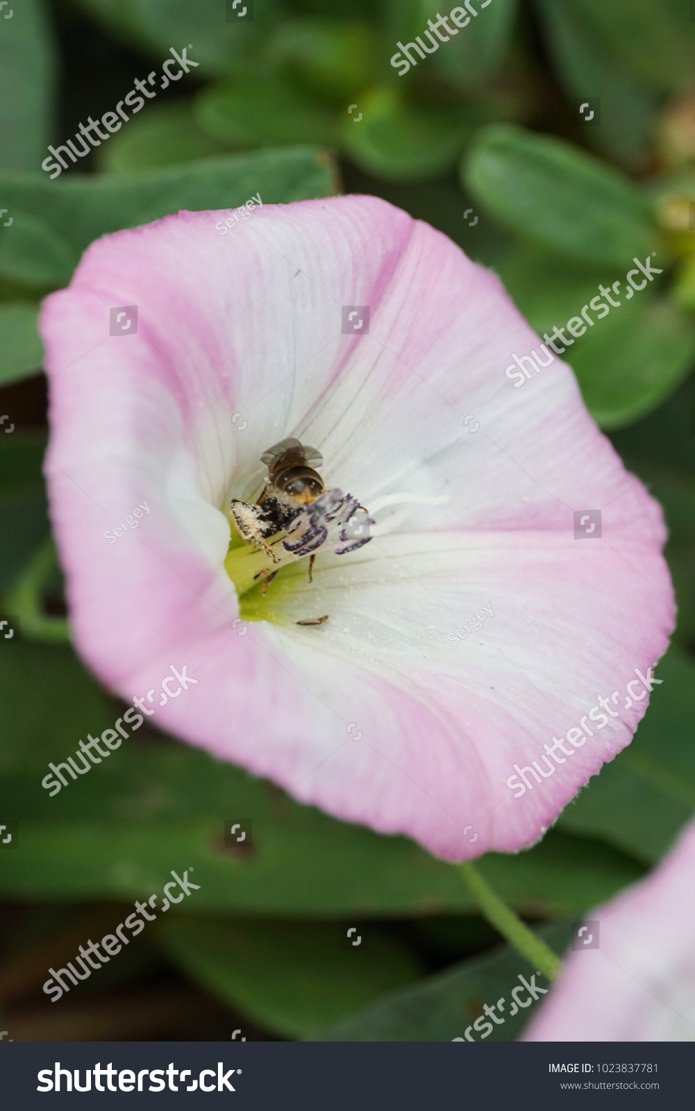  Macro Caucasian Caucasian Caucasian bee Andrena nitidiuscula collecting pollen and nectar in stamens inside a white and pink convolvulus Strophocaulos                               #1023837781