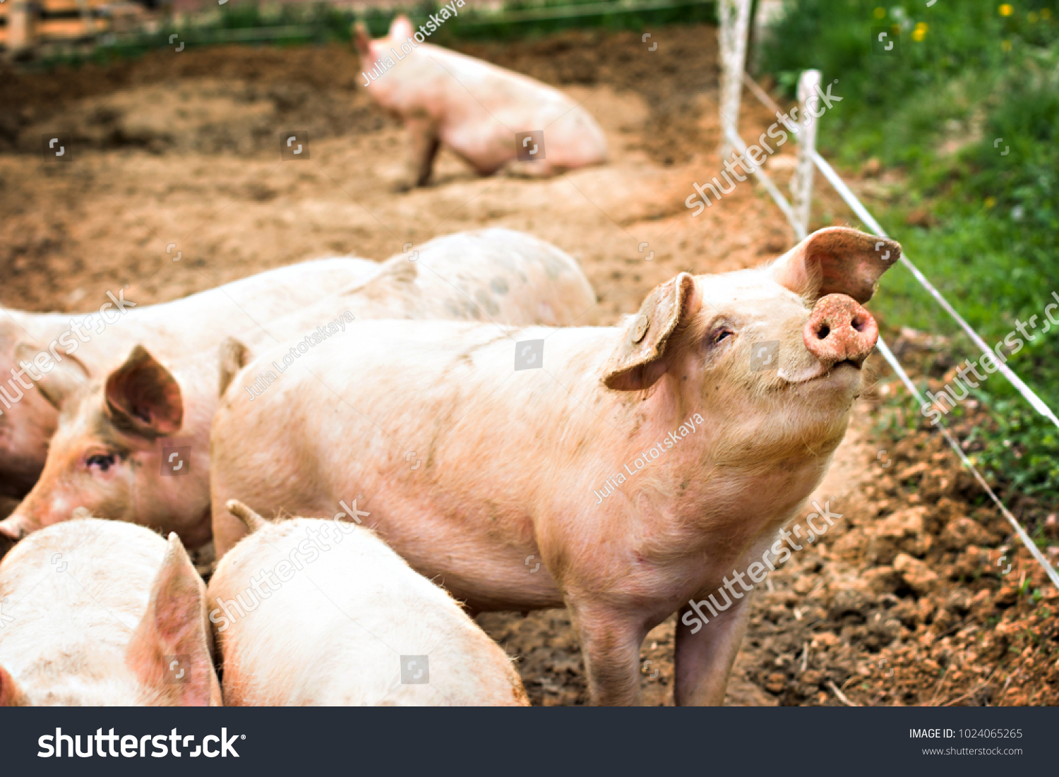 Pigs on the farm. Happy pigs on pig farm with girl. piglets #1024065265