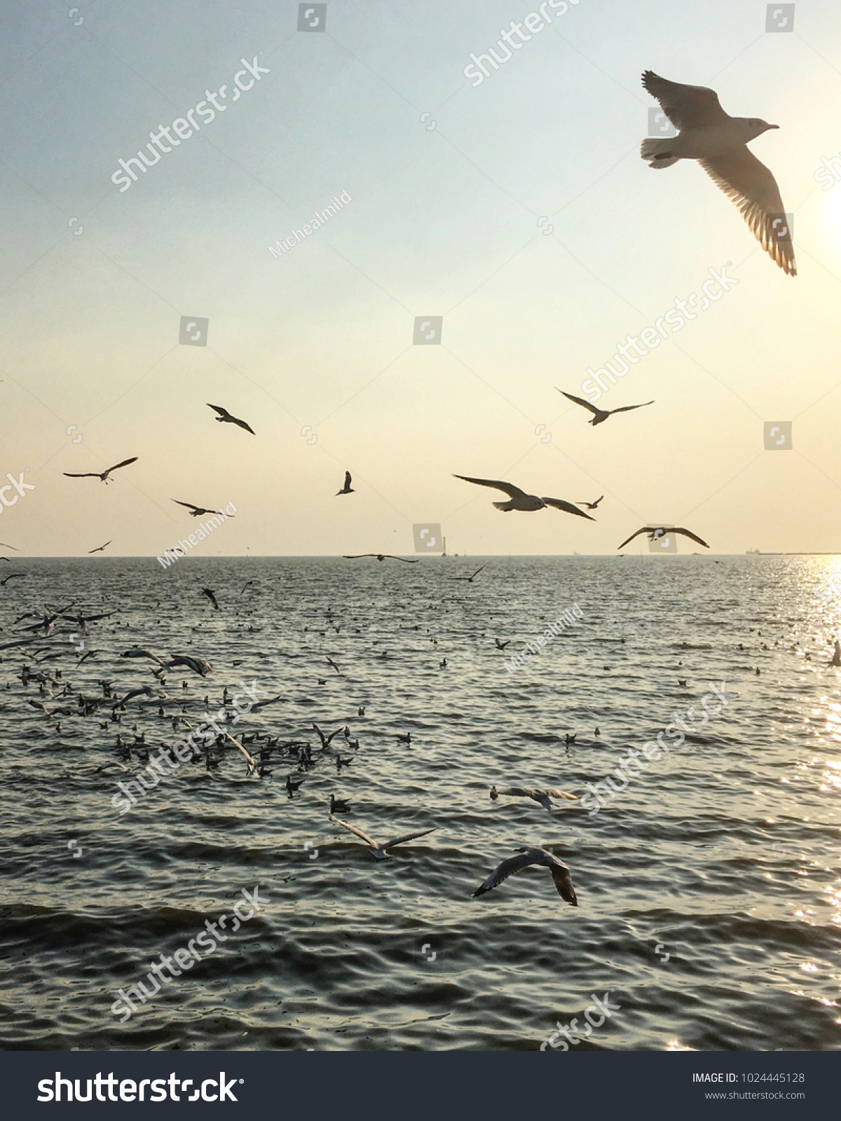Seagulls flying above the sea #1024445128