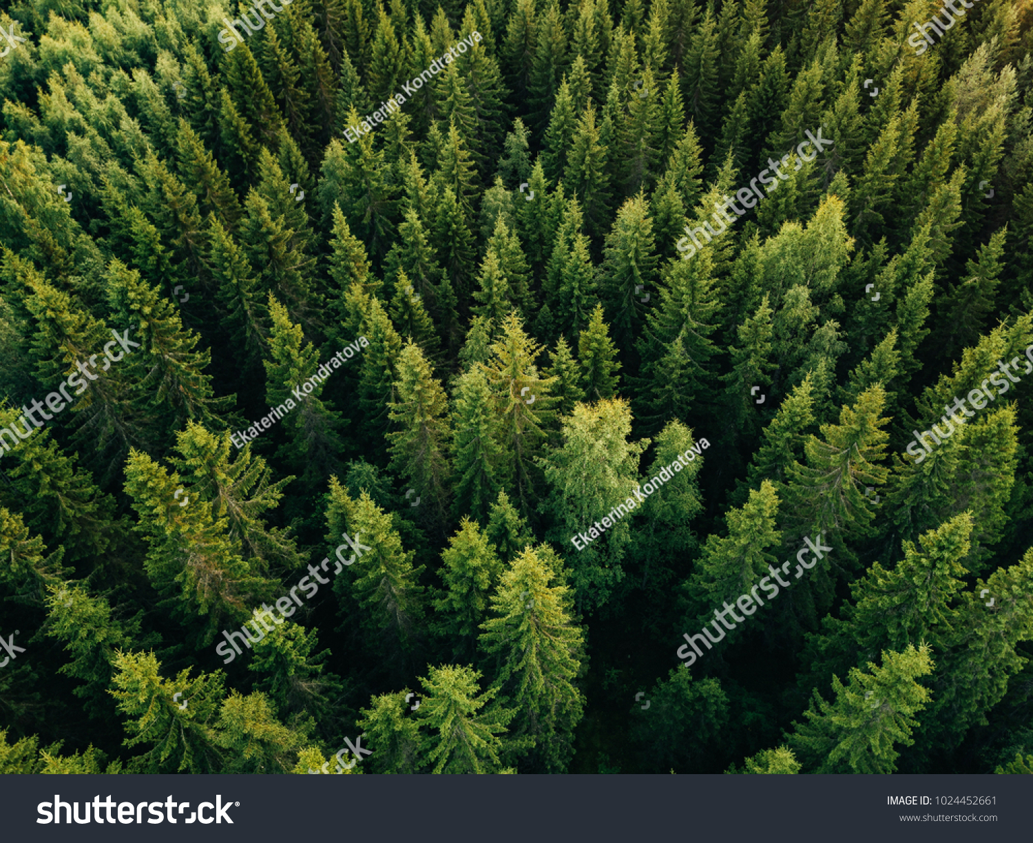 Aerial top view of summer green trees in forest in rural Finland. Drone photography #1024452661
