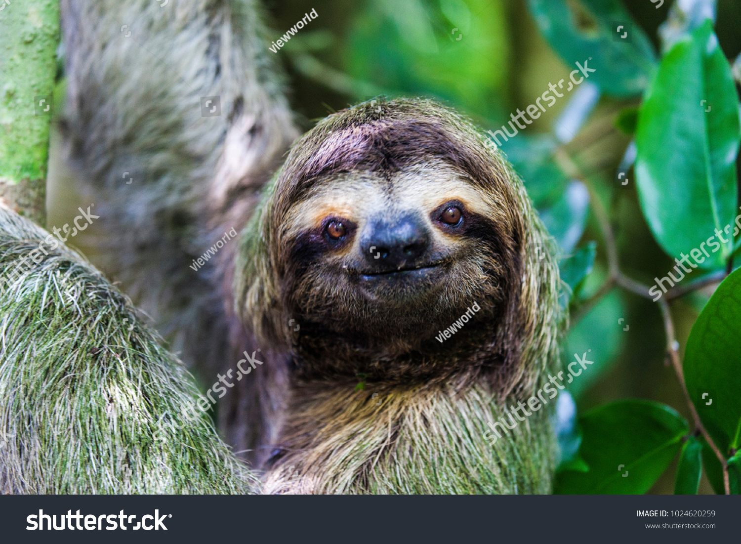 sloth, Manuel Antonio National Park, Costa Rica, Central America #1024620259