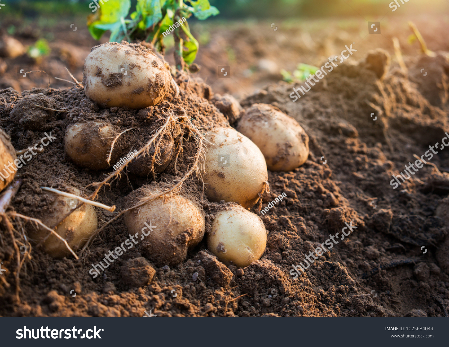 fresh organic potatoes in the field #1025684044