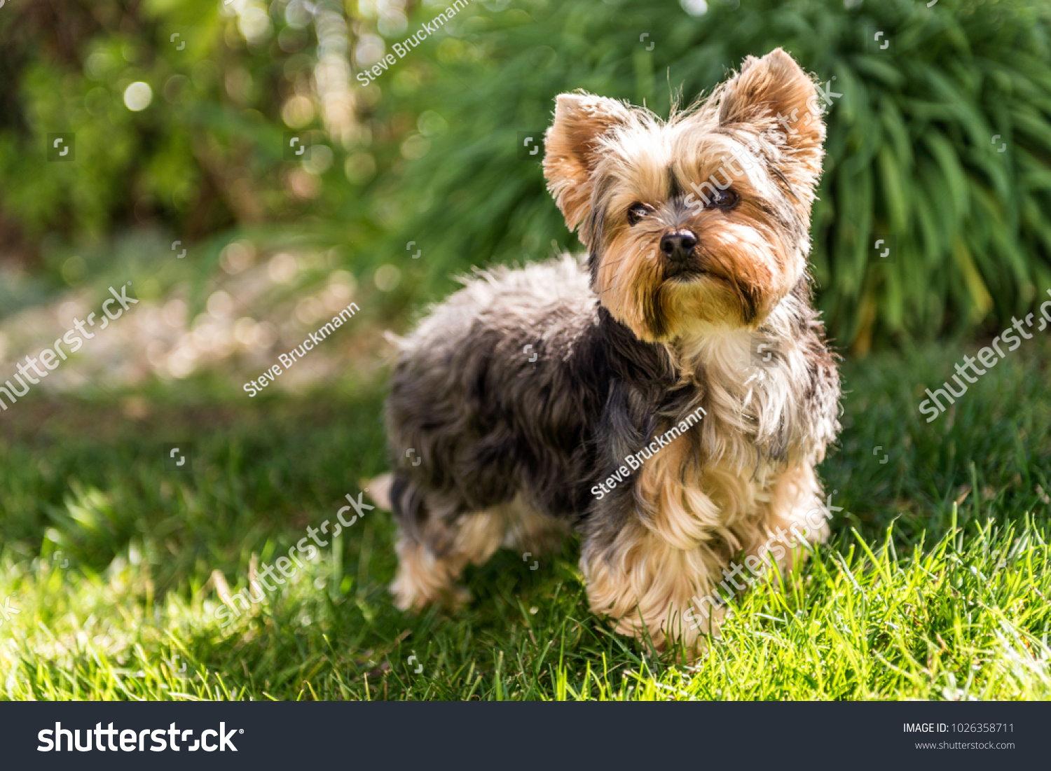 Little Yorkshire Terrier posing an grass. Yorkie Dog #1026358711