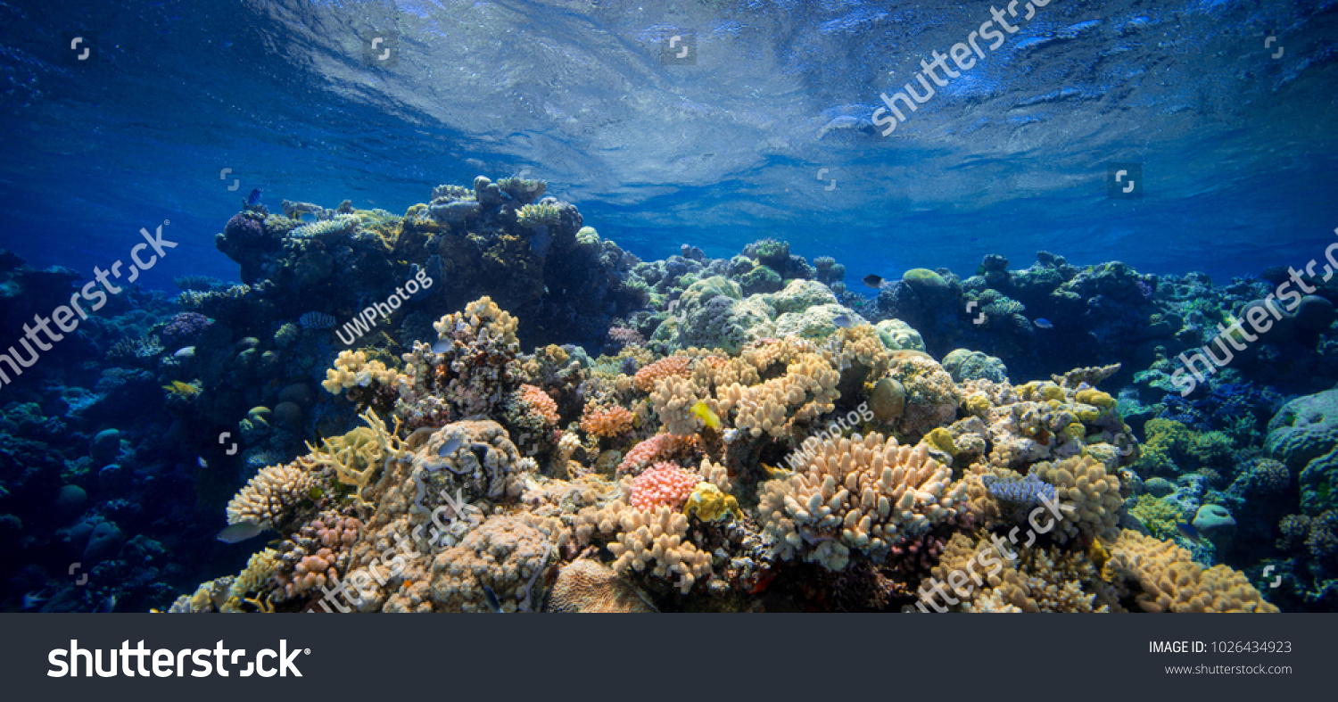 Coral Barrier Reef #1026434923