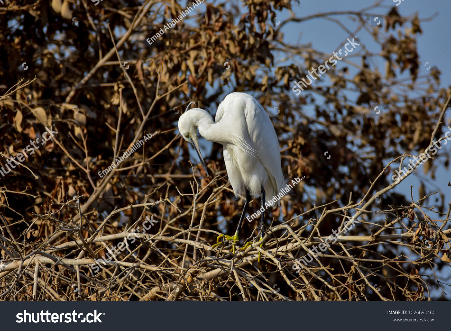 little Egret in sulaibikhat bay - kuwait #1026690460