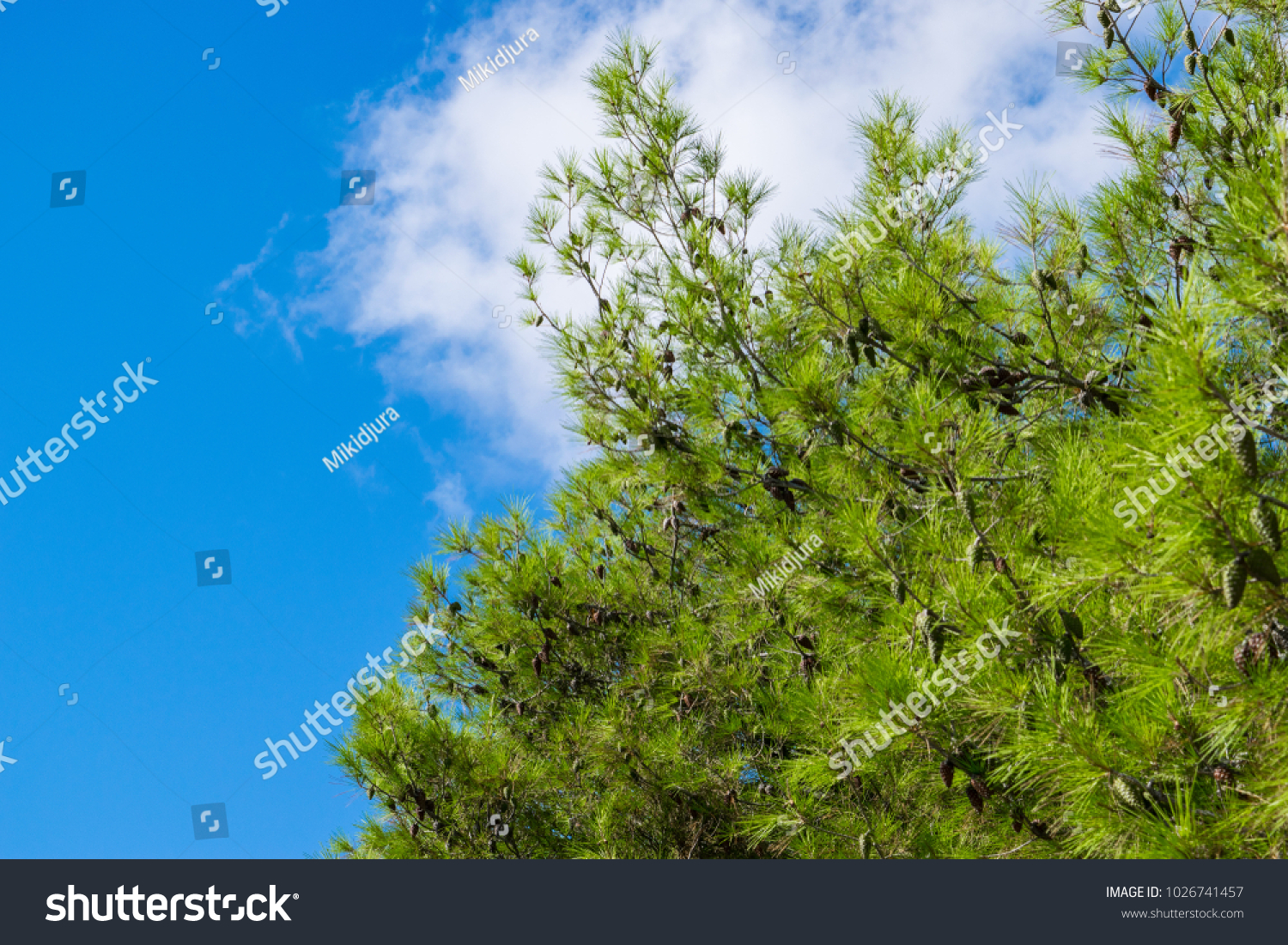 Blue color against green. Branches of the pine in the sunny day in Bar, Montenegro, Adriatic sea.  #1026741457