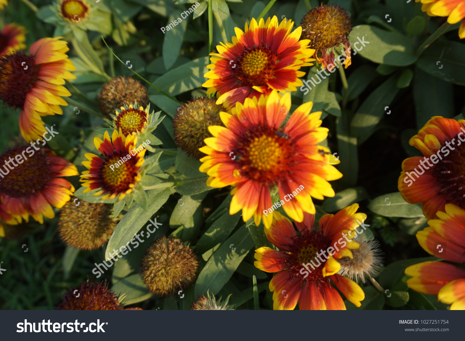 colorful flowers in the garden  #1027251754