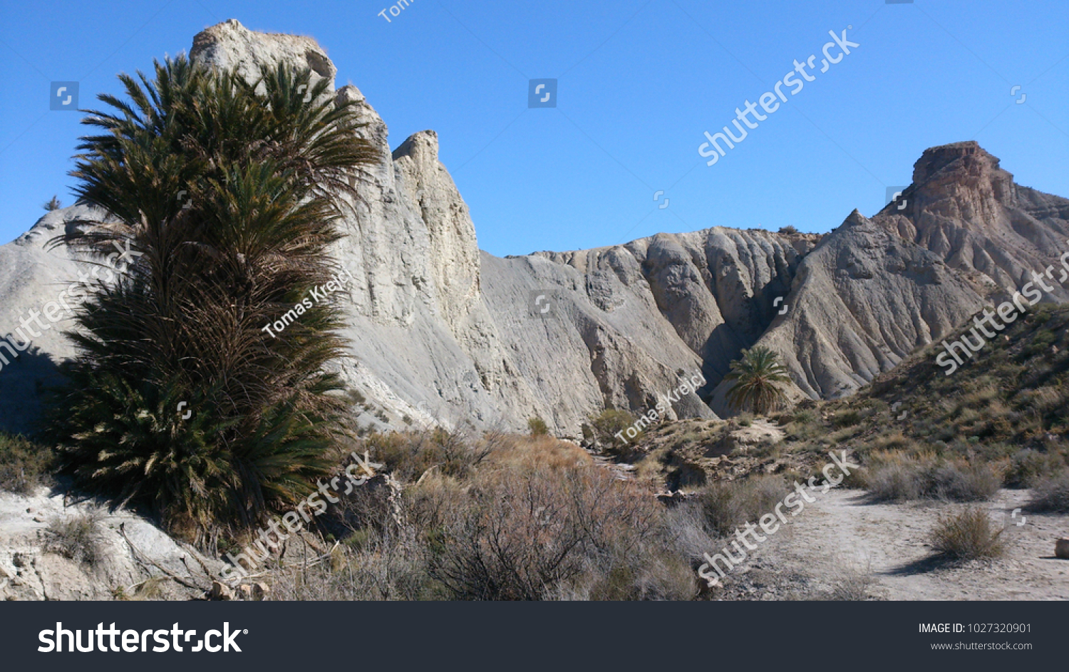 Beautiful canyon with palm tree in Tabernas desert, Andalucia Spain #1027320901
