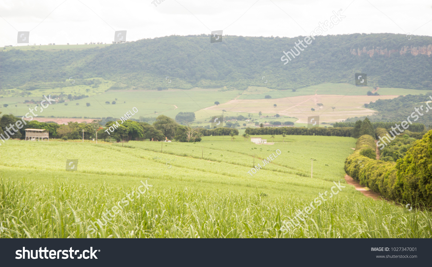 Cane plantation in Brazil in Mountain area #1027347001
