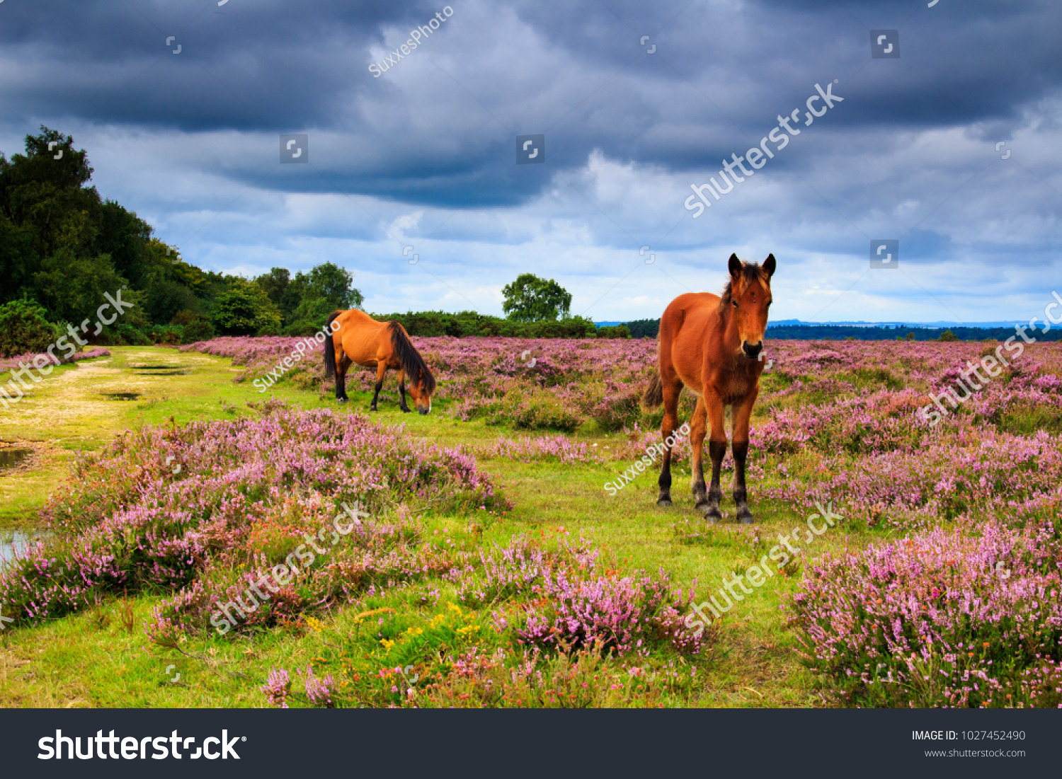A walk around the new forest in Hamsphire south east England on a cloudy August day #1027452490