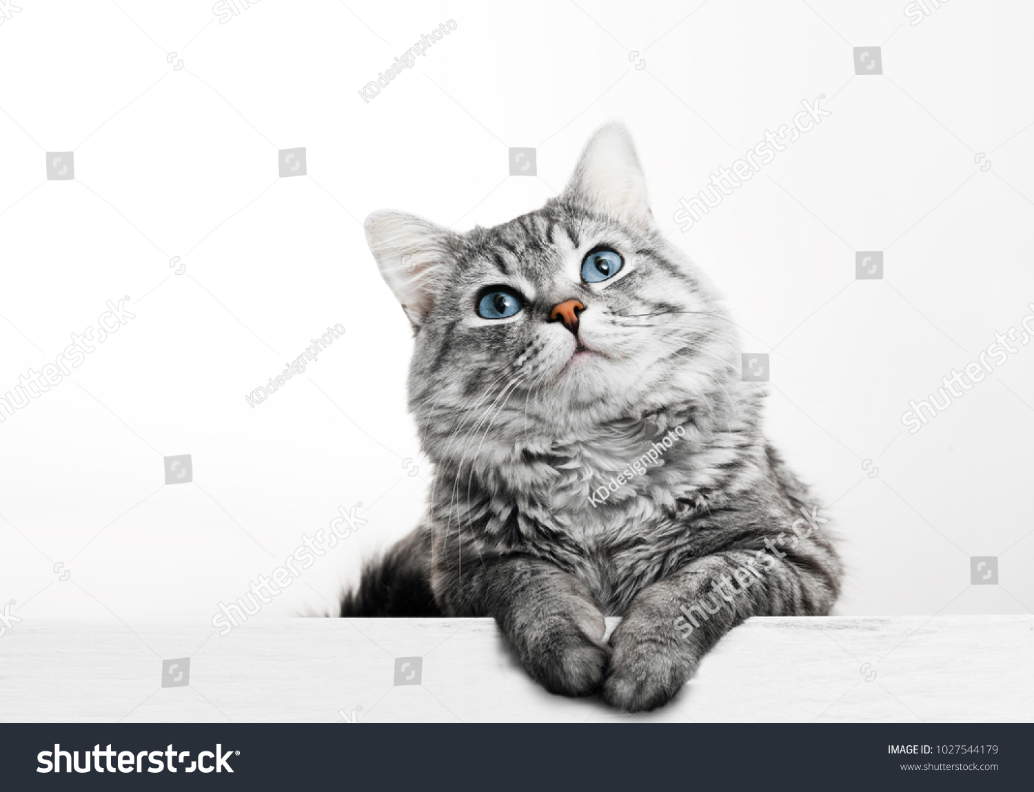 Close up view of Gray tabby cute kitten with blue eyes. Pets and lifestyle concept. Lovely fluffy cat on grey background. #1027544179