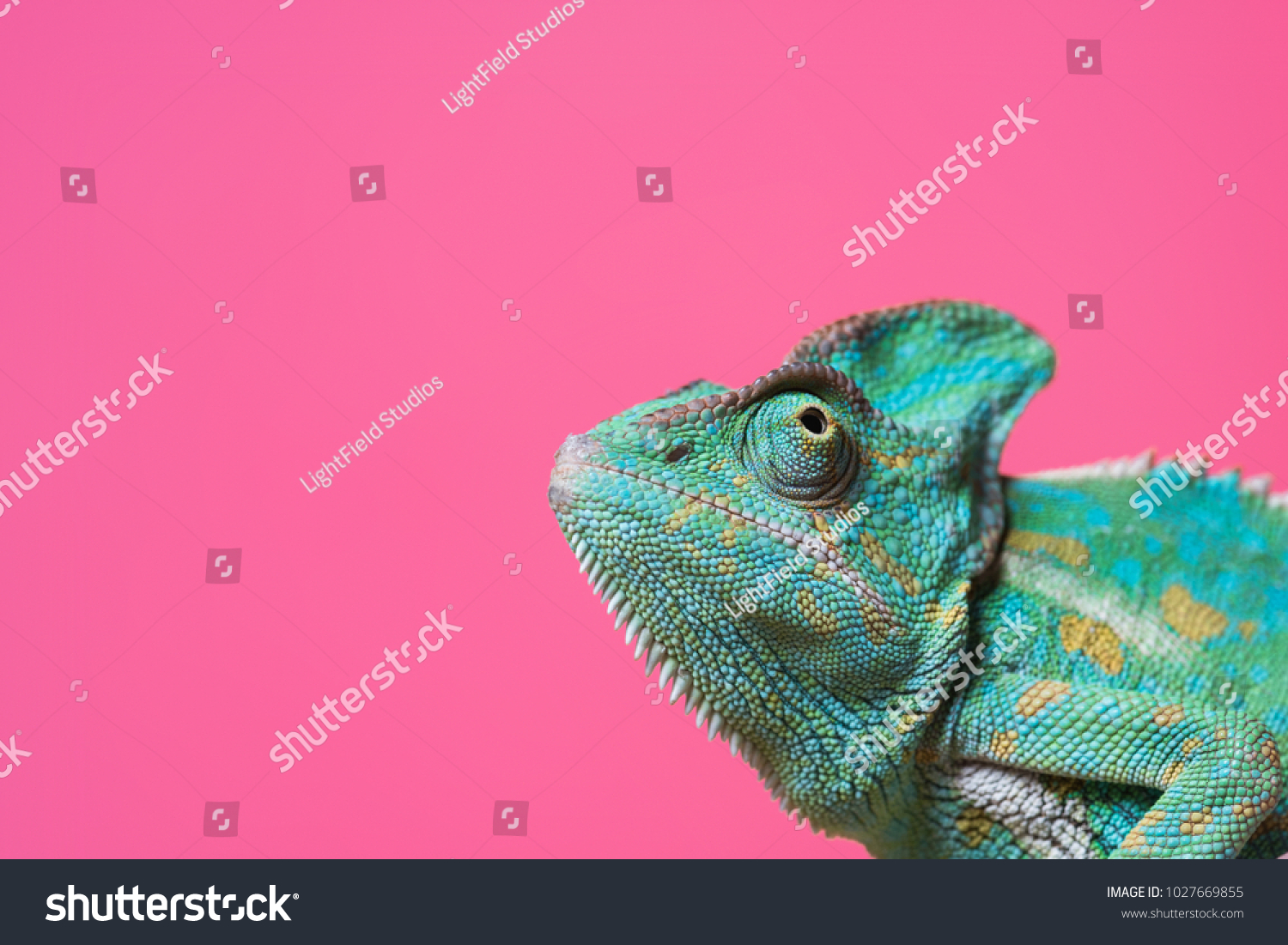 close-up view of cute colorful exotic chameleon isolated on pink #1027669855