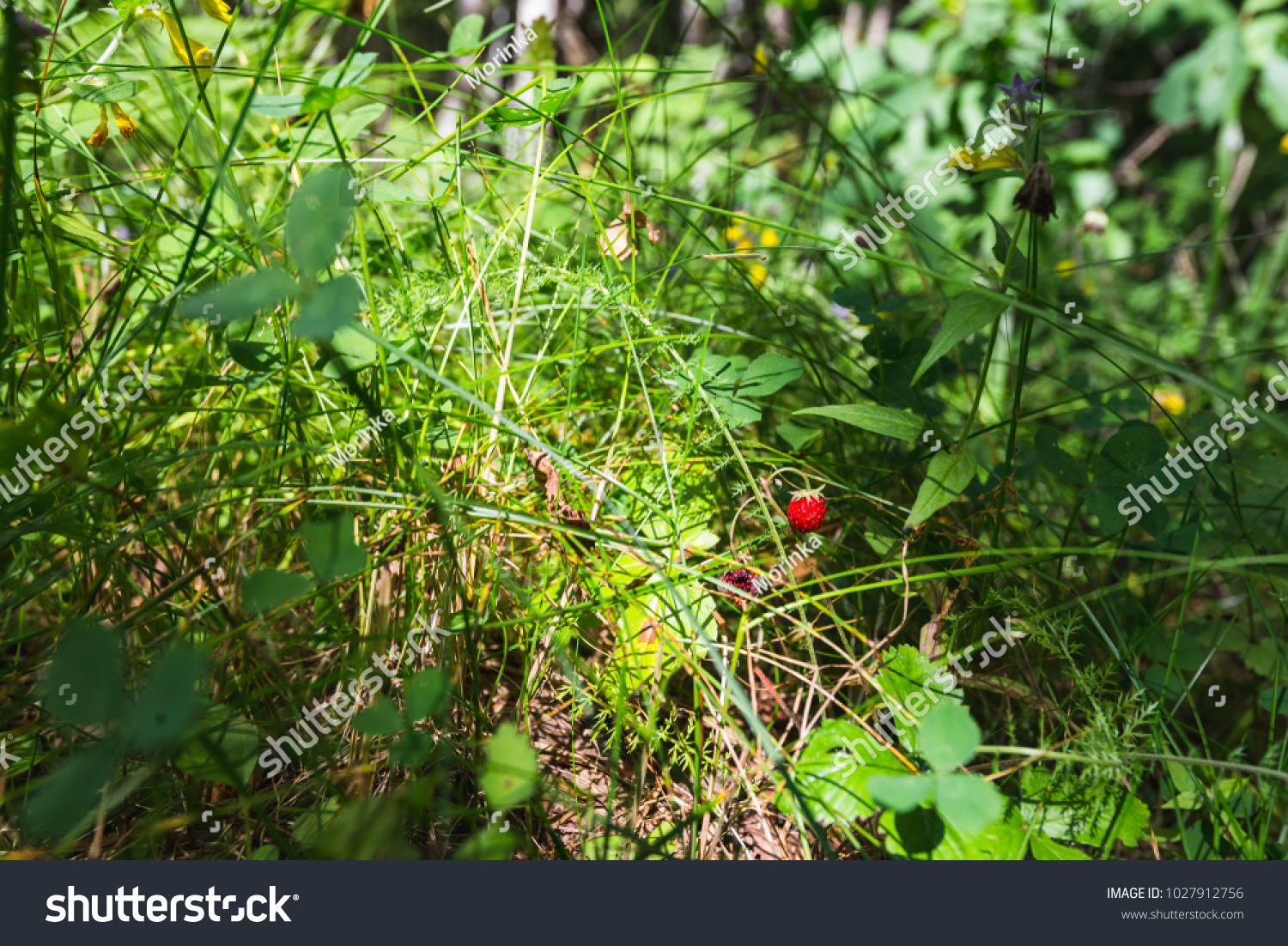 Closeup of wild strawberry growing in a forest #1027912756