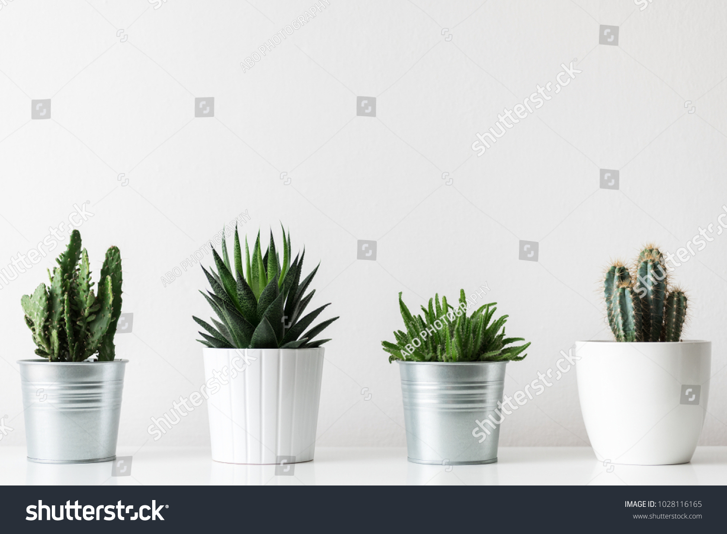 Collection of various cactus and succulent plants in different pots. Potted cactus house plants on white shelf against white wall. #1028116165