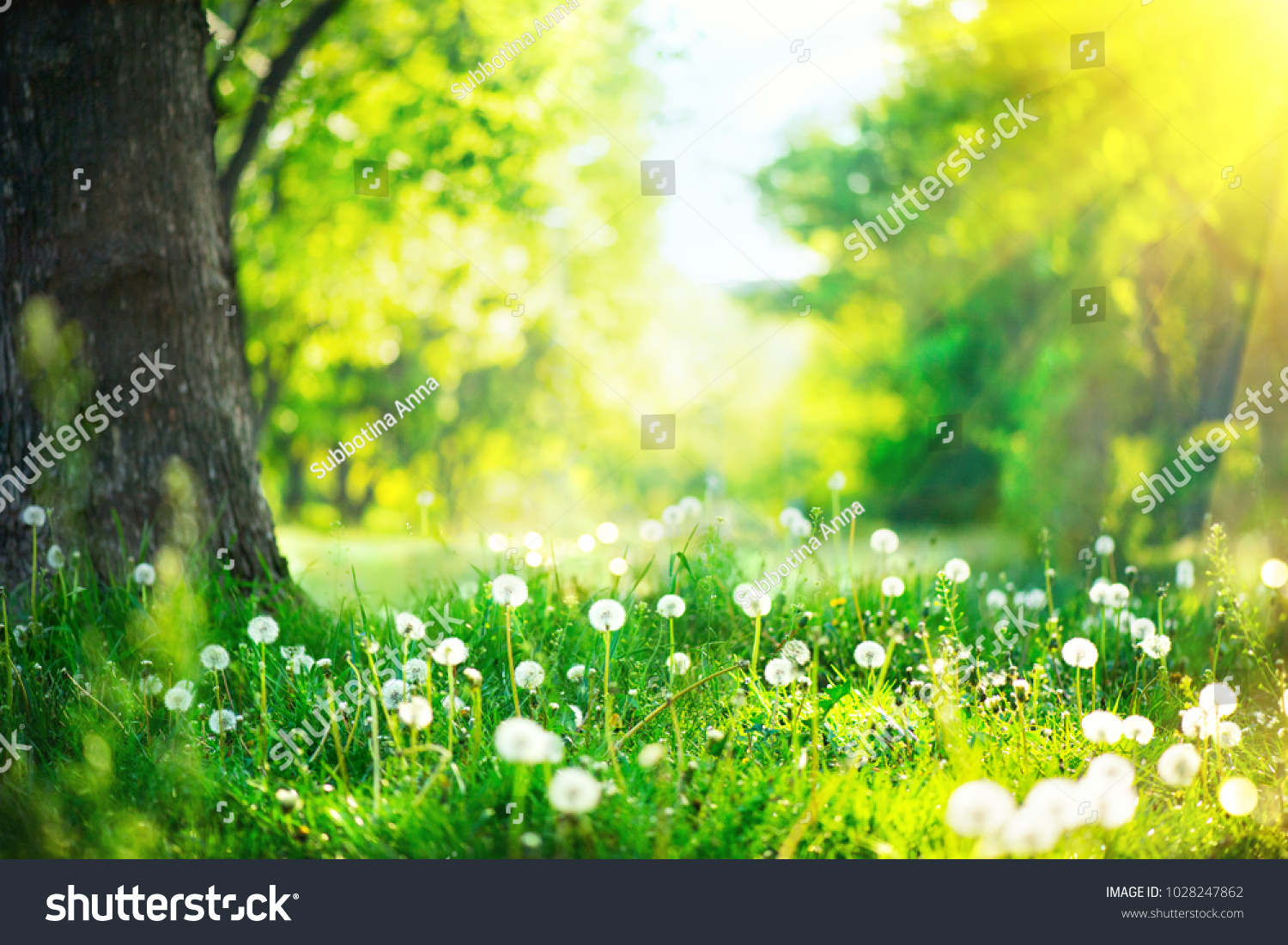 Spring Nature scene. Beautiful Landscape. Park with dandelions, Green Grass, Trees and flowers. Tranquil Background, sunlight. Scenic beauty meadow backdrop #1028247862