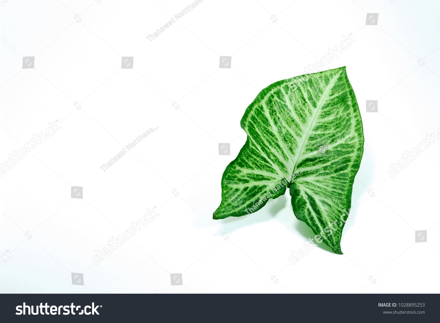  Green leaf Golden pothos and White Background #1028895253