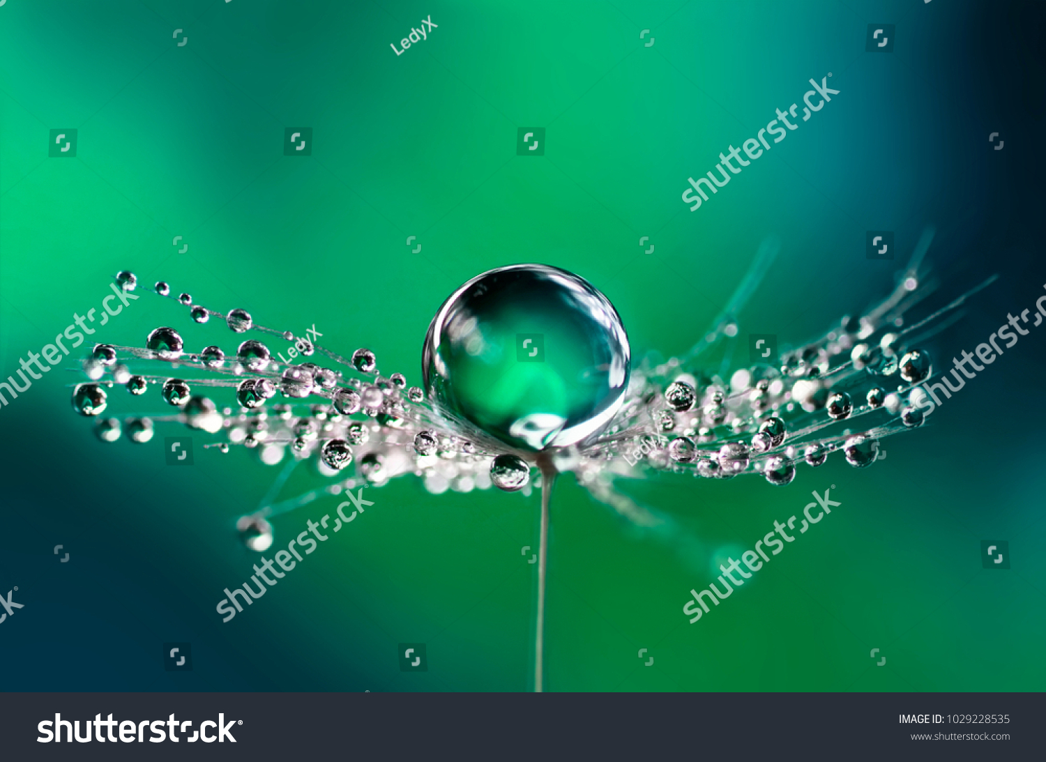 Beautiful water drops on a dandelion seed macro in nature. Beautiful blurred green and blue background. Dew drops on dandelion with free space. Bright colorful dreamy artistic image #1029228535