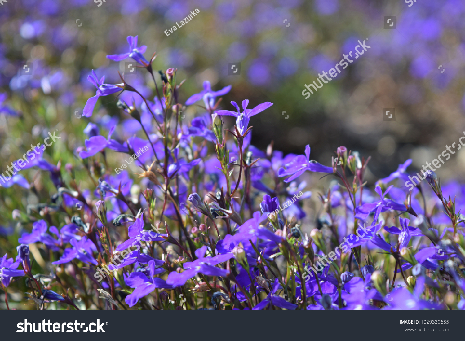 Close up lobelia blue flowers. Annuals. Natural look. #1029339685