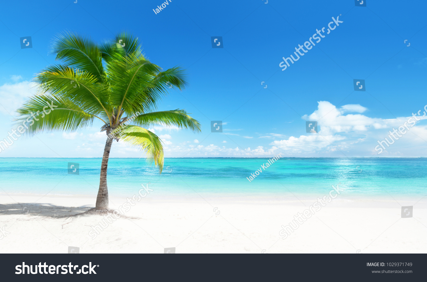 Palm on the beach, Dominican republic #1029371749