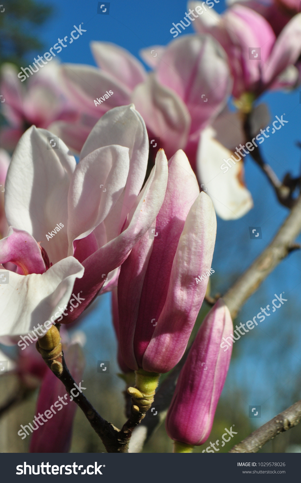 Beautiful blooming Magnolia flowers on a tree in springtime. Detail of spring flowering trees. Large light pink magnolia flowers against clear blue sky with copy space. #1029578026