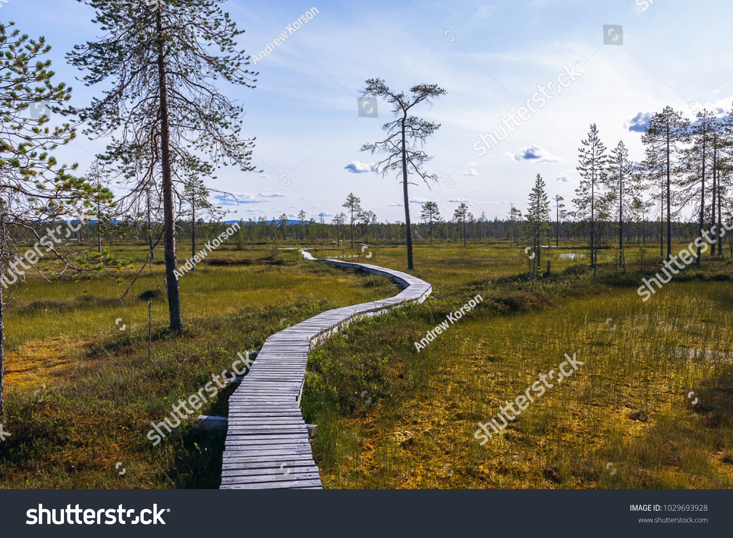 A long narrow boardwalk winds through a swampy low land area in Northern Finlands Pyha-Luosto National Park. Pine trees a scattered throughout the swampy field.  #1029693928