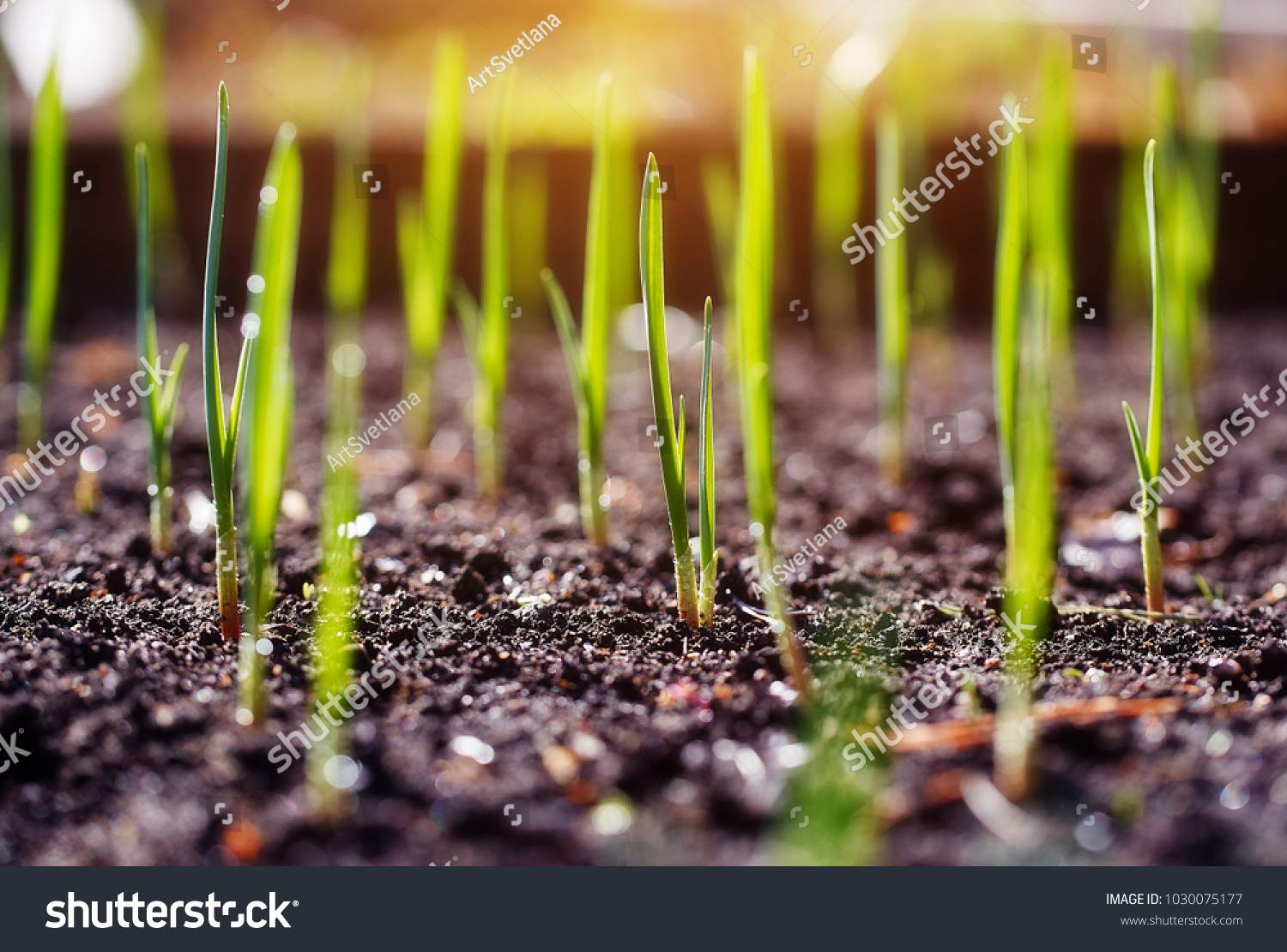 Young spring shoots of greenery on the plantation #1030075177