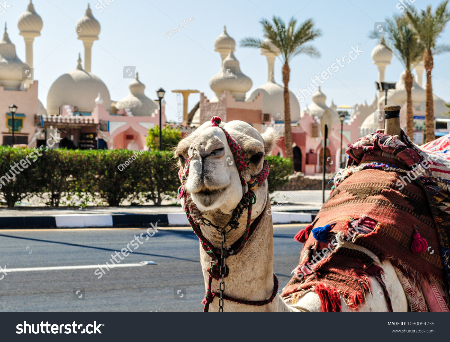 A riding camel in a bright blanket on the sunny street of Sharm El Sheikh #1030094239