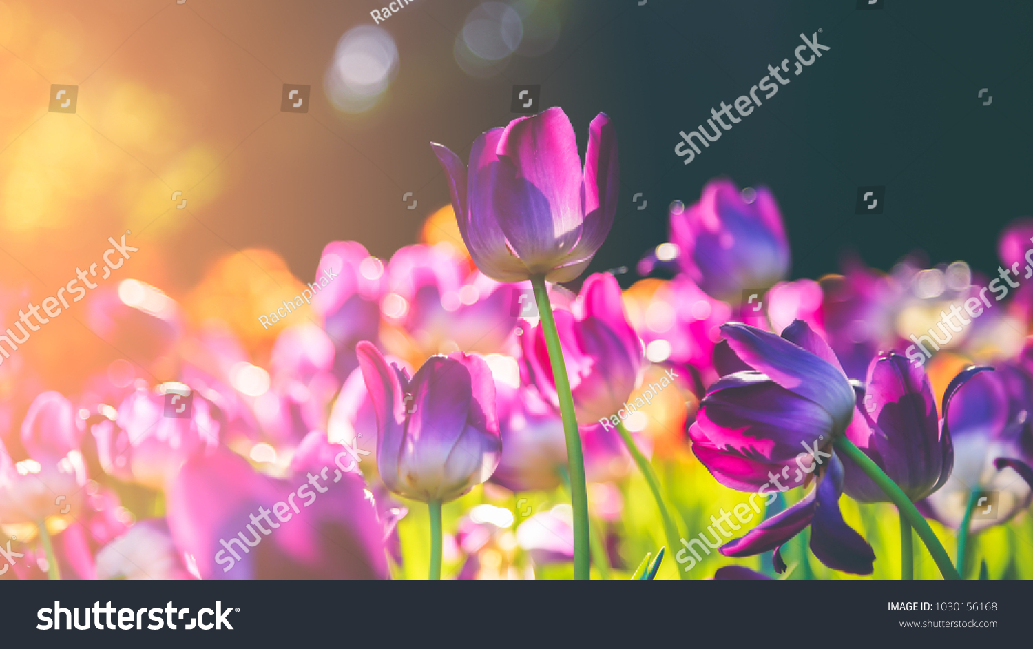 Group of colorful tulip. Purple flower tulip lit by sunlight. Soft selective focus, tulip close up, toning. Bright colorful tulip photo background #1030156168