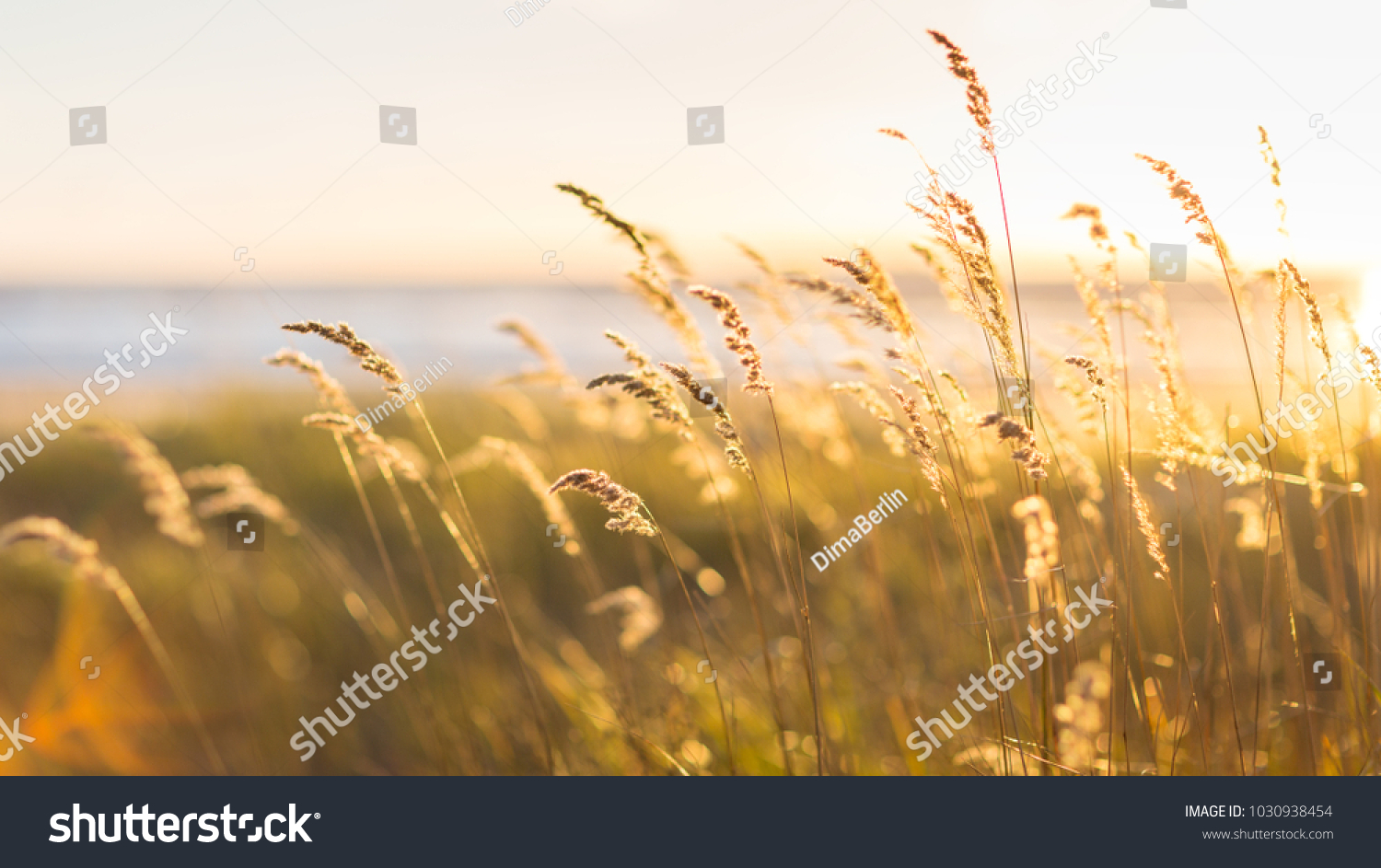 Selective soft focus of beach dry grass, reeds, stalks blowing in the wind at golden sunset light, horizontal, blurred sea on background, copy space/ Nature, summer, grass concept #1030938454
