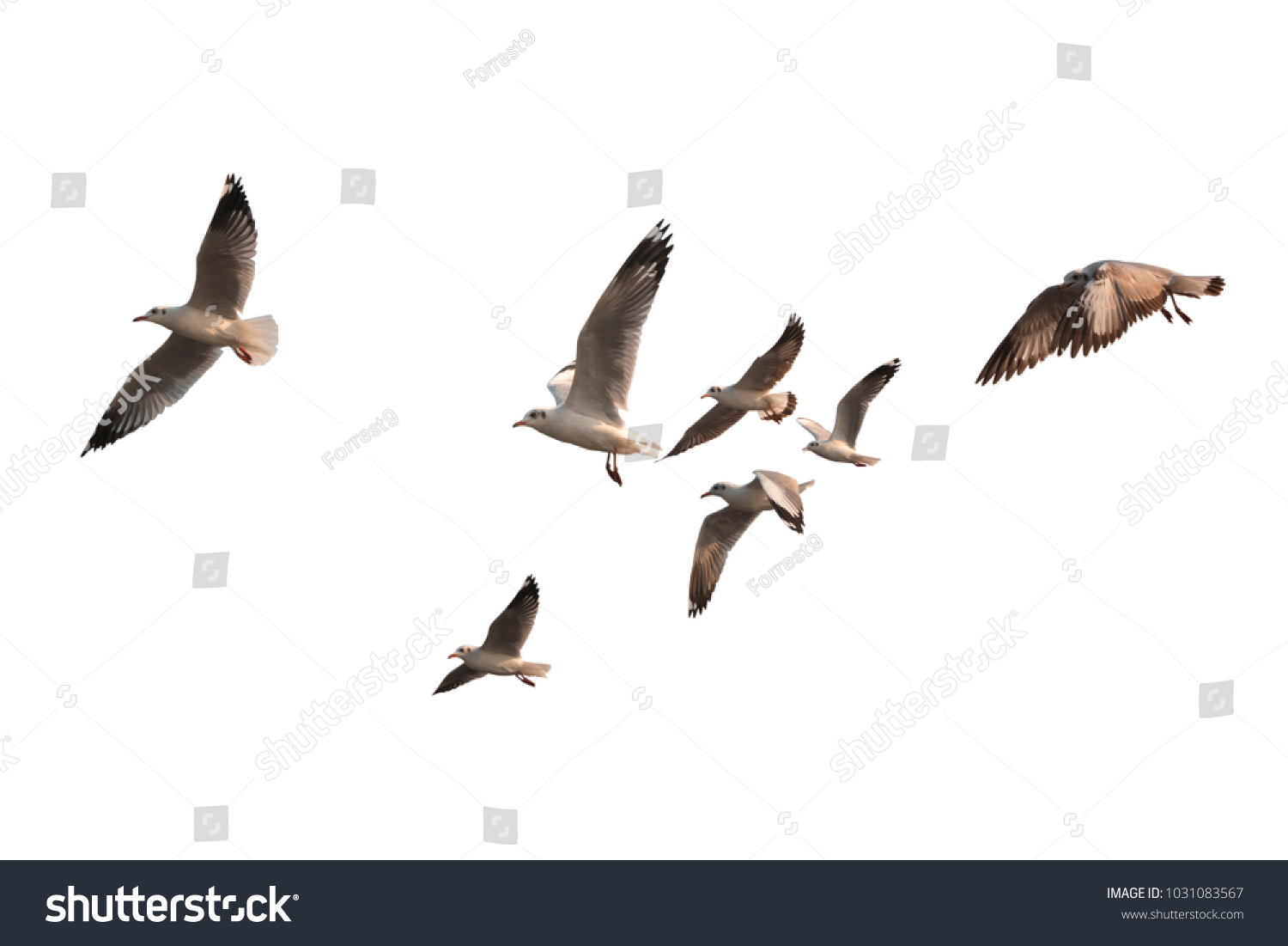 Flock of birds flying isolated on white background. This has clipping path. #1031083567