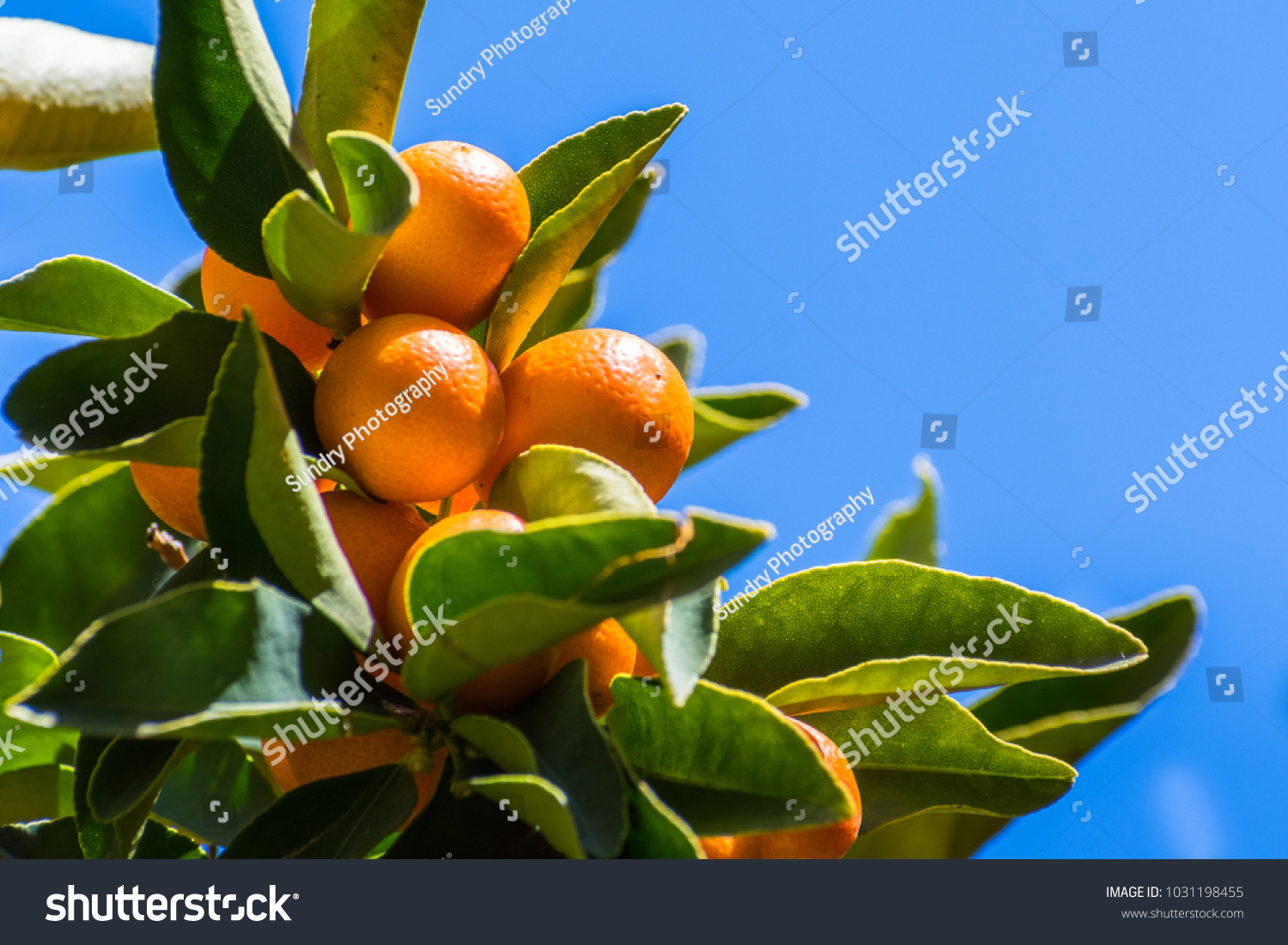 Looking up to ripe Kumquat fruit on a tree branch; blue sky background; San Francisco bay area, California #1031198455