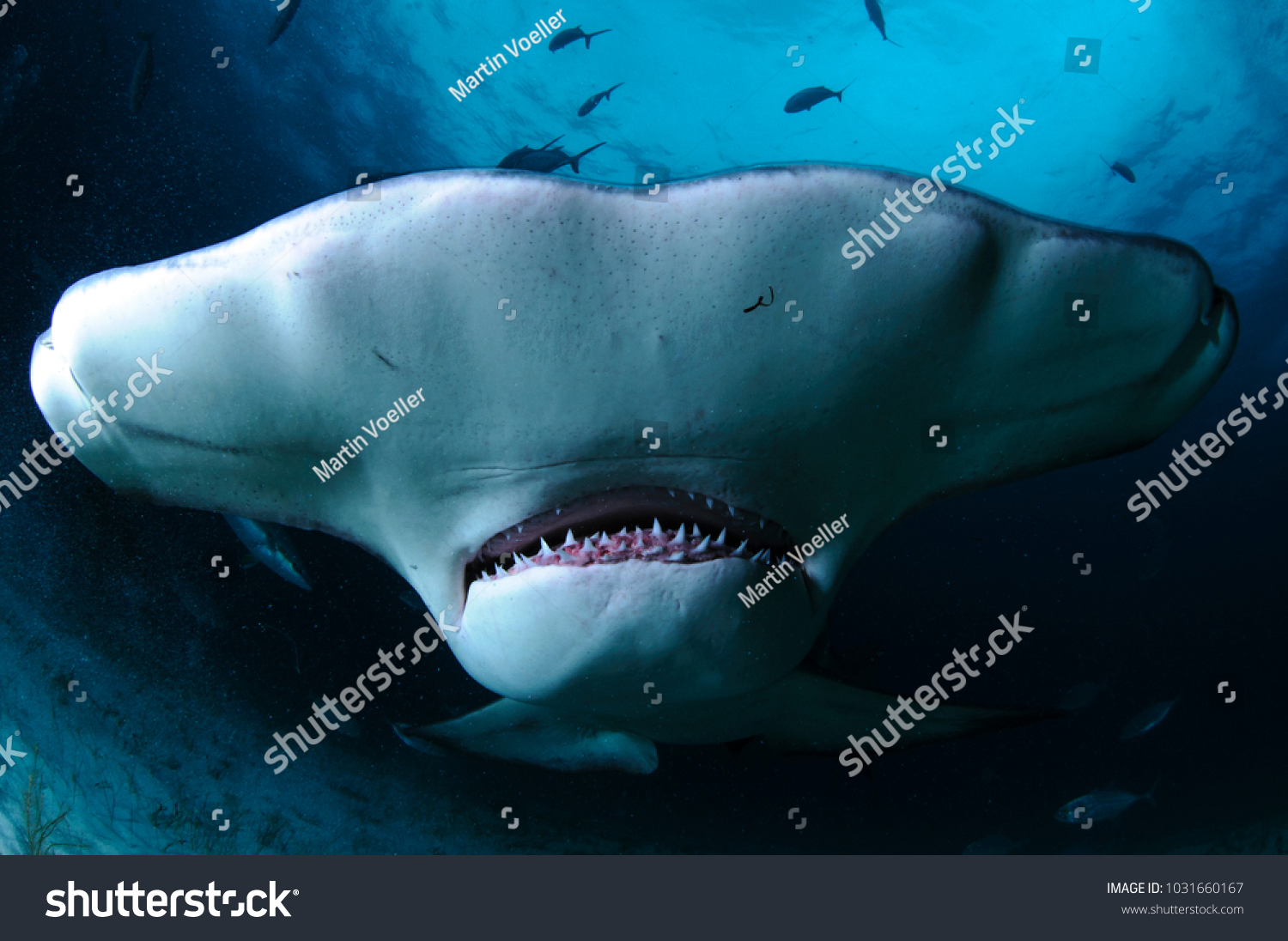 Close up Face Shot of Great Hammerhead Shark Swimming in Clear Waters of Bahamas #1031660167