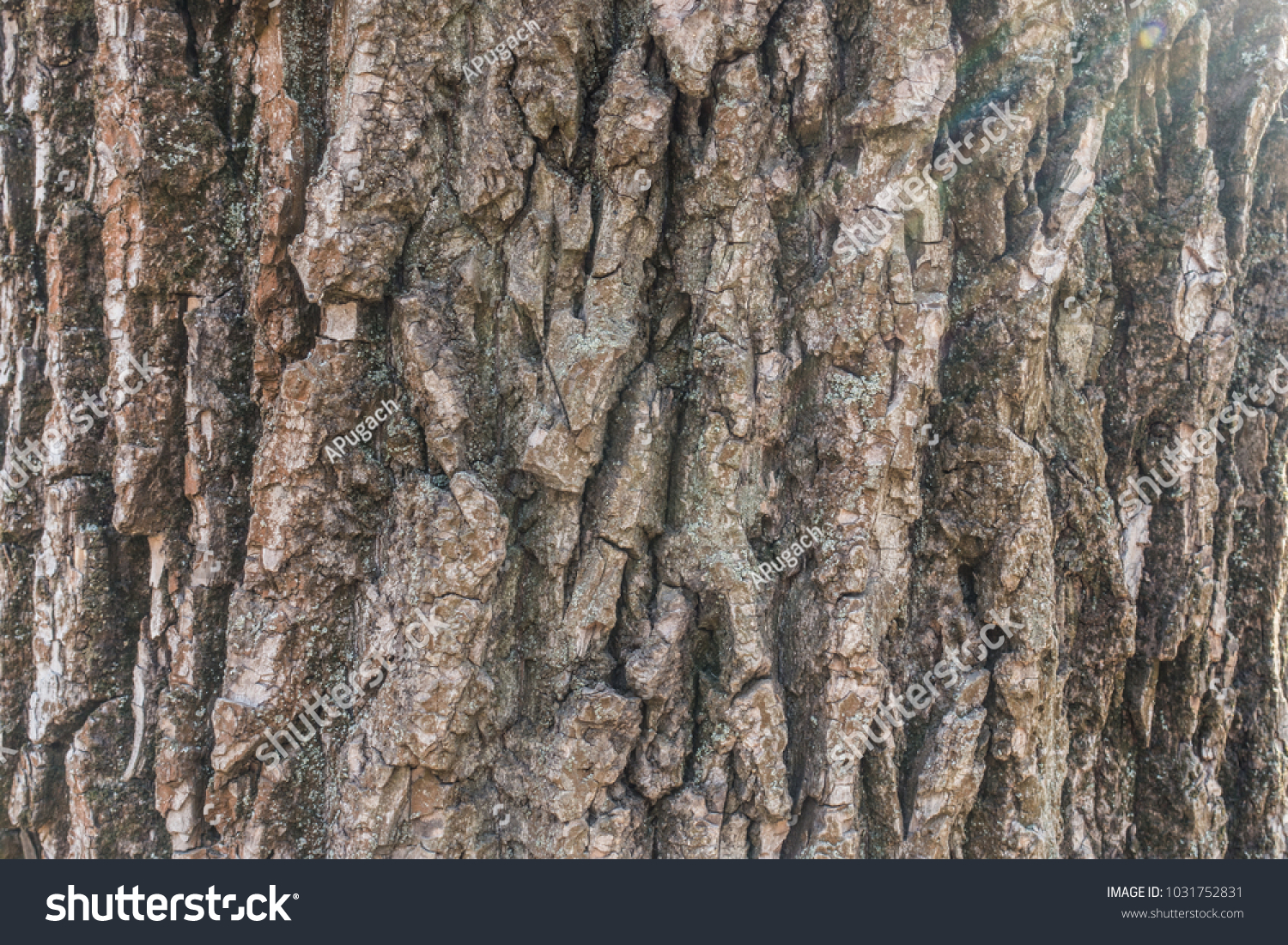 Black poplar bark with dry moss and lichen #1031752831