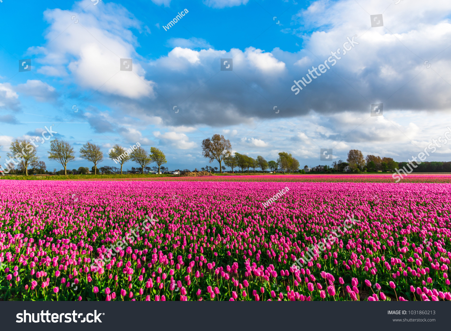 Tulips field in Holland #1031860213