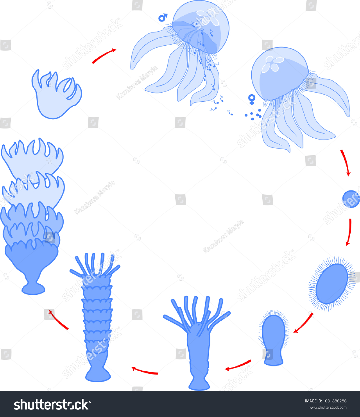 Developmental Stages Of Jellyfish Life Cycle - Royalty Free Stock 