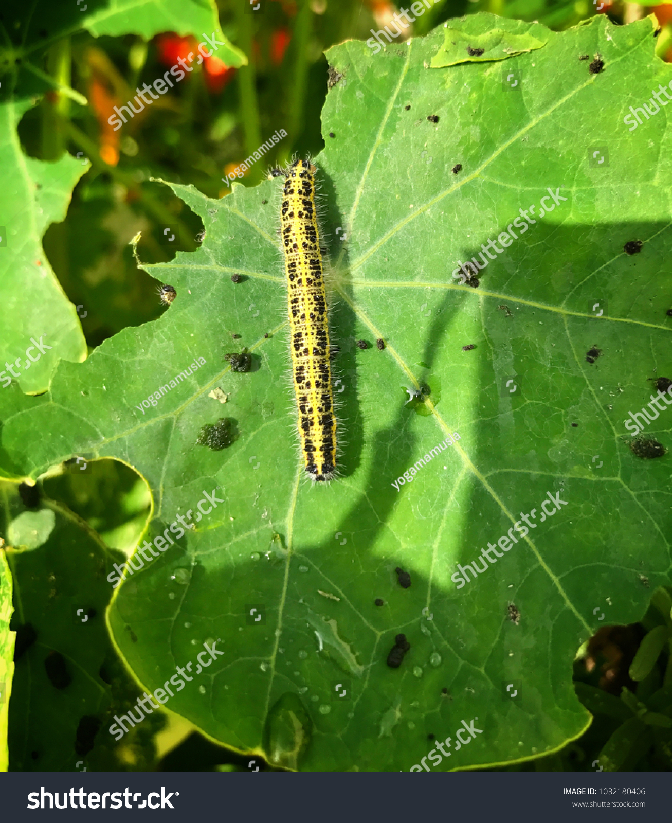 Caterpillar eating plants in the garden #1032180406