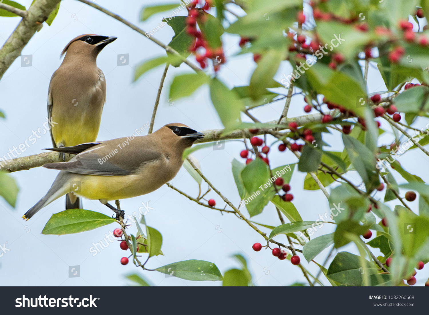 Two Cedar Waxwings on Berry Laden Branches #1032260668